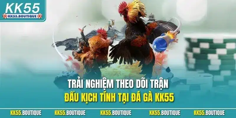 Trải nghiệm theo dõi trận đấu kịch tính tại đá gà KK55